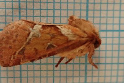 <i>Triodia sylvina</i>