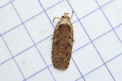 <i>Agonopterix heracliana</i>