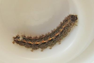 <i>Eilema caniola</i>