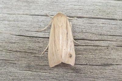 <i>Mythimna straminea</i>