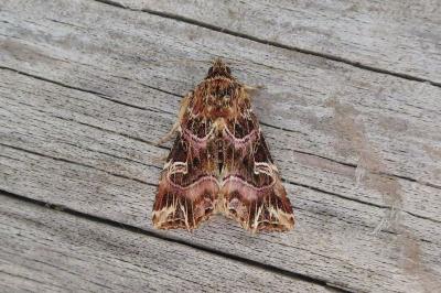 <i>Callopistria juventina</i>