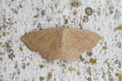 <i>Cyclophora ruficiliaria</i>