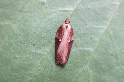 Acleris hastiana