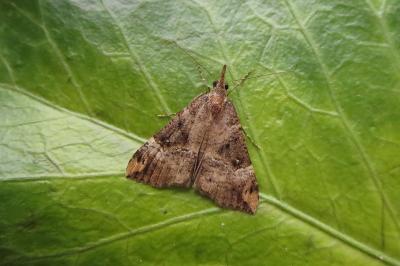 <i>Hypena obsitalis</i>
