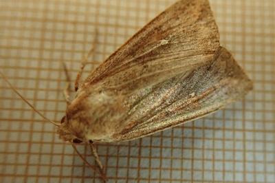 <i>Mythimna unipuncta</i>