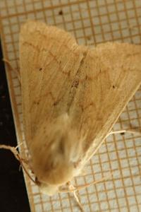 <i>Mythimna vitellina</i>