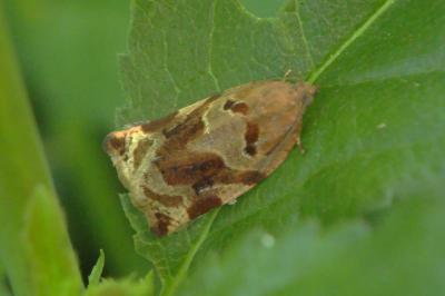 <i>Archips xylosteana</i>