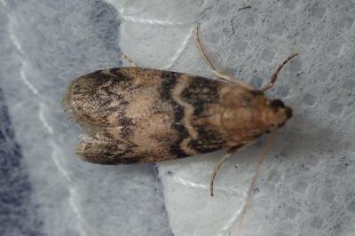 <i>Euzophera pinguis</i>
