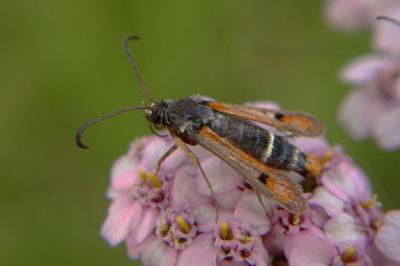 <i>Pyropteron chrysidiforme</i>