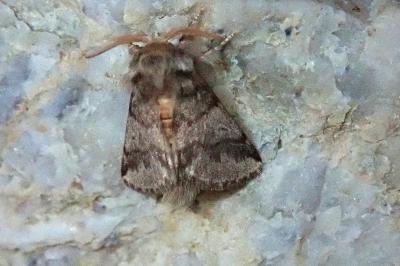 <i>Thaumetopoea processionea</i>