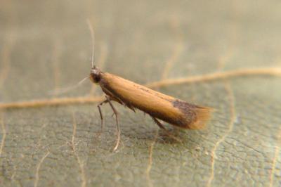 Coptotriche marginea
