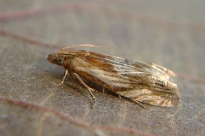 <i>Eucosma cana</i>