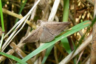 <i>Polypogon plumigeralis</i>