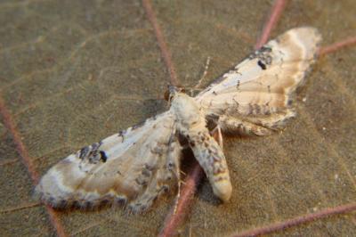 <i>Eupithecia centaureata</i>