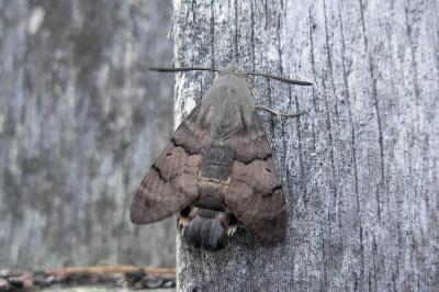 <i>Macroglossum stellatarum</i>