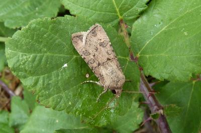 <i>Agrotis segetum</i>