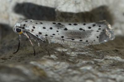 <i>Yponomeuta irrorella</i>