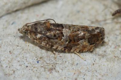 <i>Eudemis profundana</i>