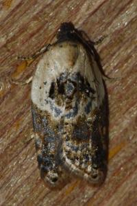 <i>Acleris variegana</i>