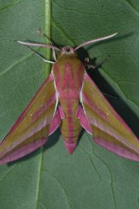 <i>Deilephila elpenor</i>