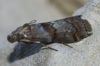 <i>Phycita roborella</i>