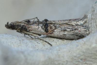 <i>Nephopterix angustella</i>