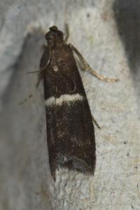 <i>Elegia similella</i>