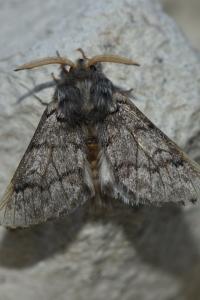 <i>Thaumetopoea pityocampa</i>