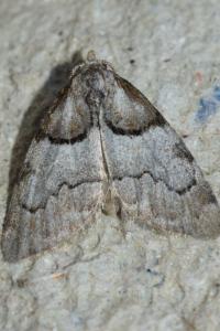 <i>Nola cucullatella</i>