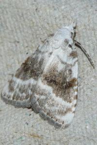 <i>Meganola albula</i>
