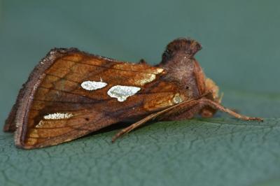 <i>Plusia festucae</i>