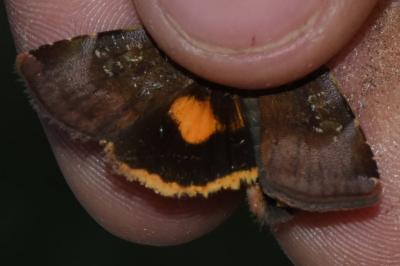 <i>Noctua janthina</i>