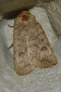 <i>Hoplodrina octogenaria</i>