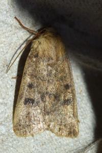 <i>Caradrina morpheus</i>