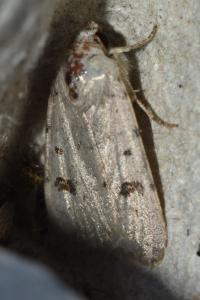 <i>Caradrina kadenii</i>