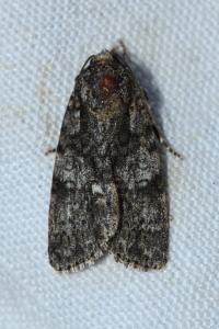<i>Acronicta rumicis</i>