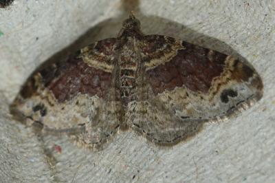 <i>Xanthorhoe ferrugata</i>