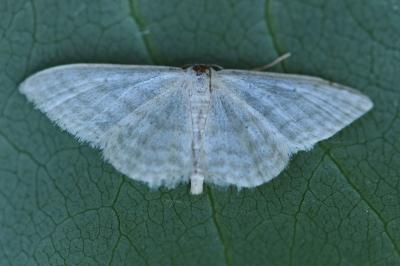 <i>Idaea subsericeata</i>