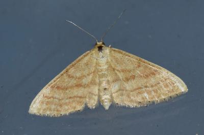 <i>Idaea ochrata</i>