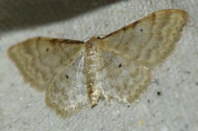 <i>Idaea fuscovenosa</i>