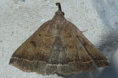 <i>Polypogon plumigeralis</i>