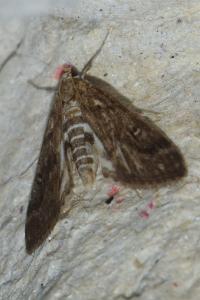 <i>Parapoynx stratiotata</i>