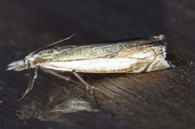 <i>Crambus pascuella</i>