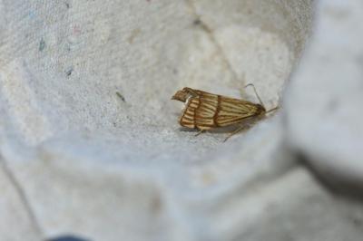 <i>Chrysocrambus linetella</i>