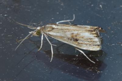 <i>Catoptria verellus</i>