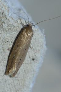 <i>Limnaecia phragmitella</i>