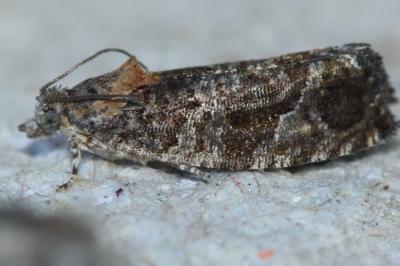 <i>Eudemis profundana</i>