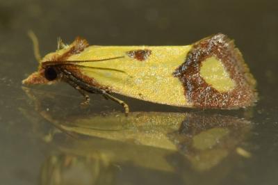 <i>Agapeta zoegana</i>