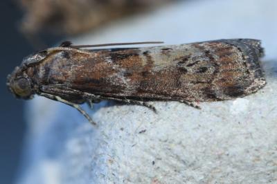 <i>Phycita roborella</i>