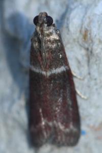 <i>Cryptoblabes bistriga</i>
